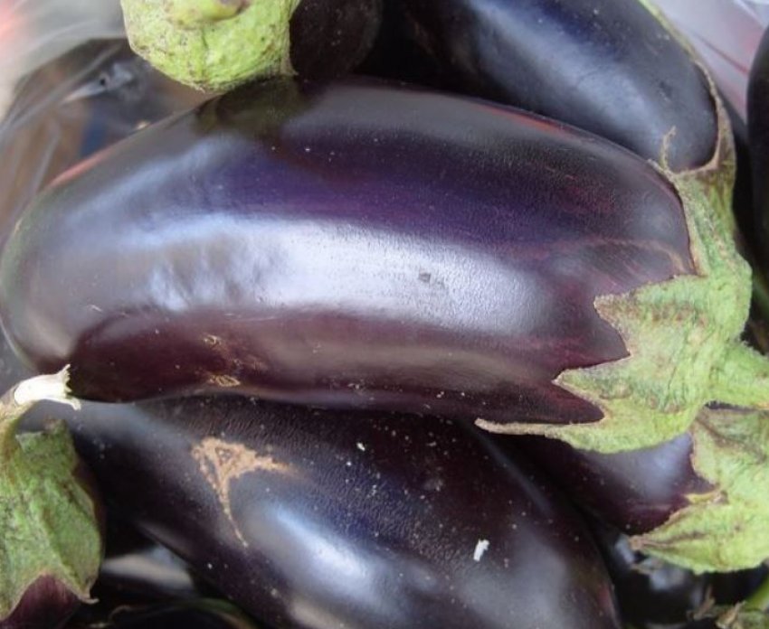 Альбатрос Альбатрос