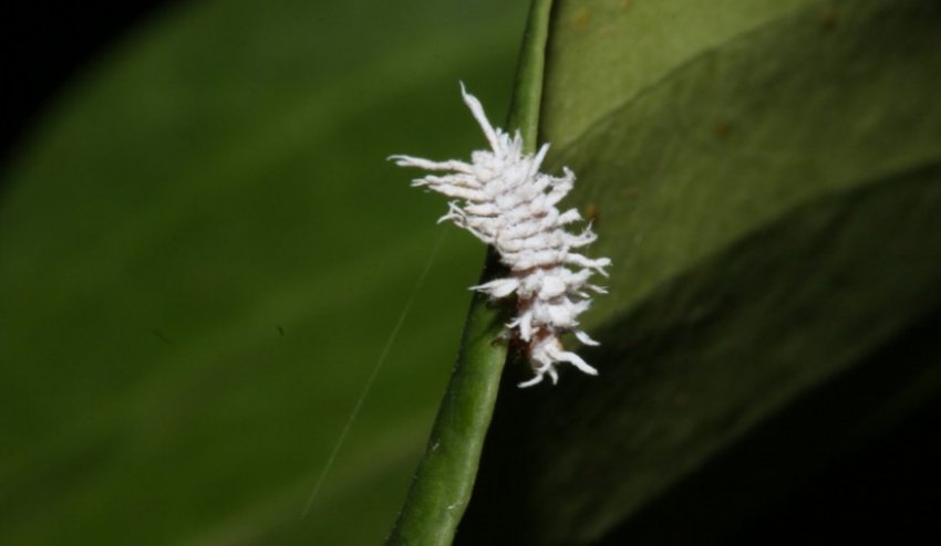 Борошнистий червець Борошнистий червець
