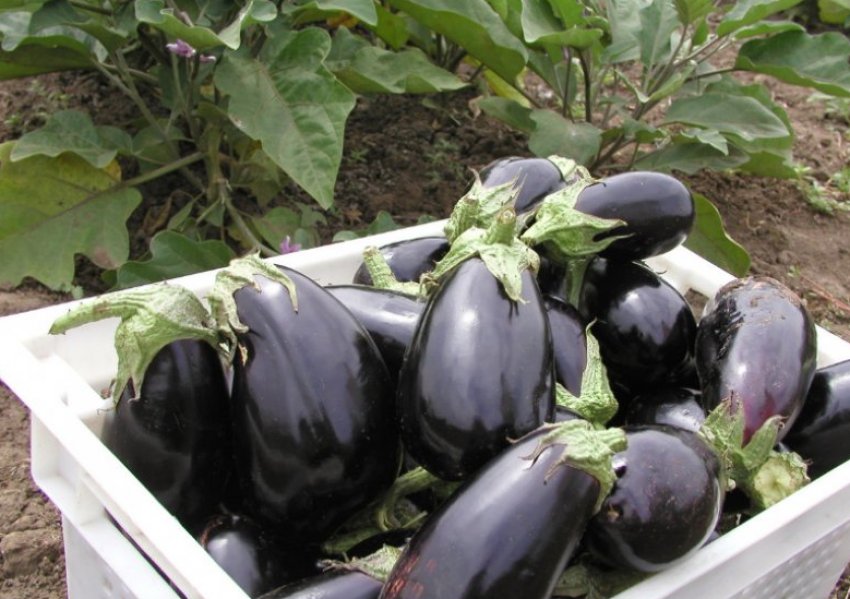 Епік F1 Епік F1