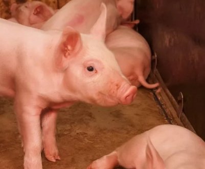 Хвороба Ауєскі у свиней: опис хвороби та її лікування