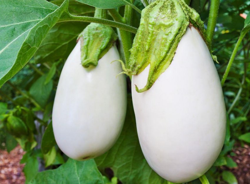 Айсберг Айсберг