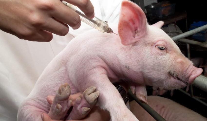 Лечение болезни Ауески у свиней