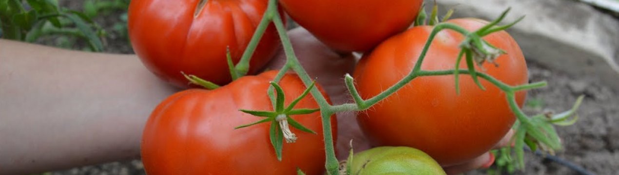 Сорта крупноплодных томатов для теплиц