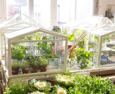 Виготовлення домашньої теплиці в квартирі своїми руками