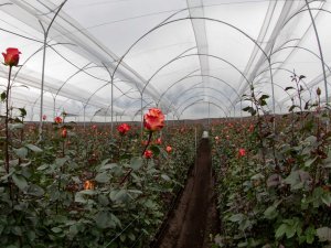 Как вырастить тюльпаны в теплице зимой