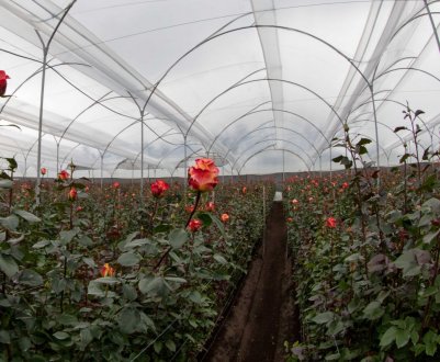 Особливості теплиць для вирощування квітів