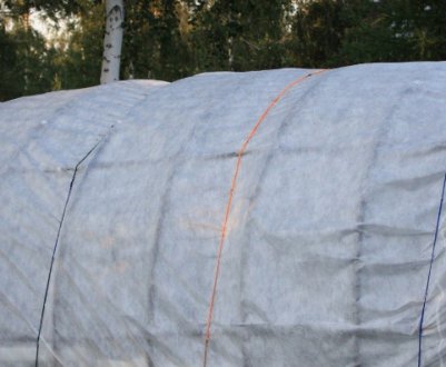 Який укривний матеріал краще всього для теплиць і парників?