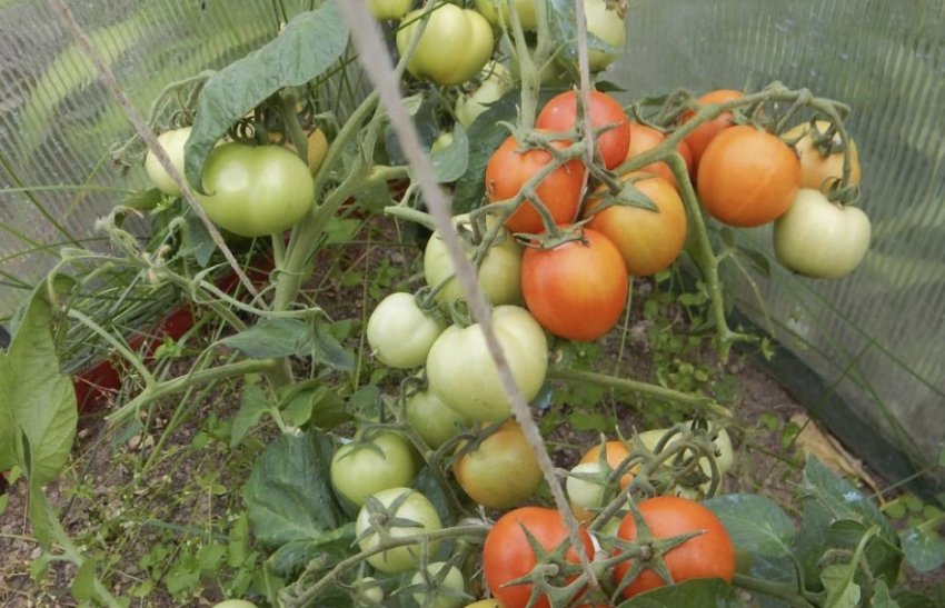 Щолковський ранній