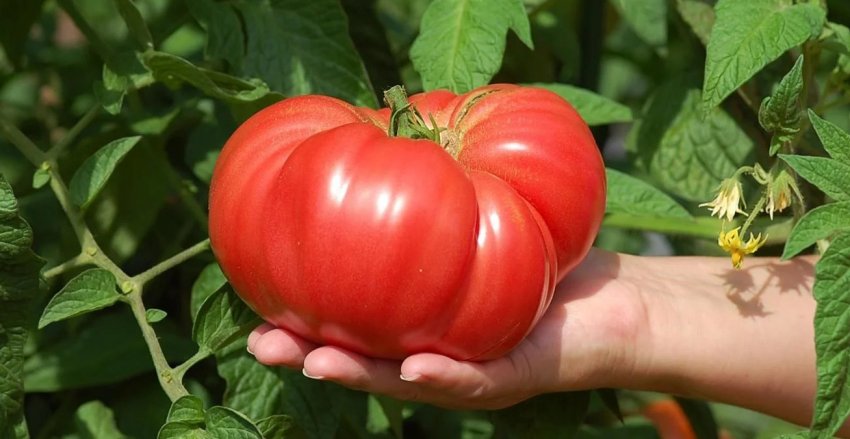 Крупноплодные томаты для теплиц