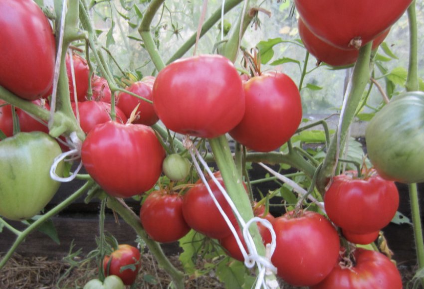 Грошовий мішок