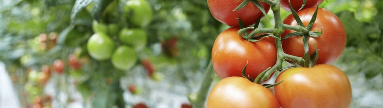 Кращі сорти томатів, стійкі до фітофторозу