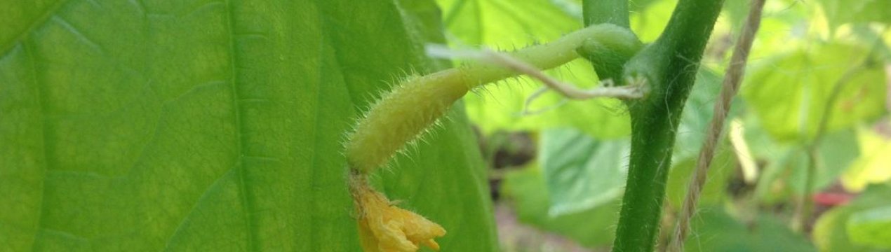 Що робити, якщо жовтіють огірки зародки в теплиці?