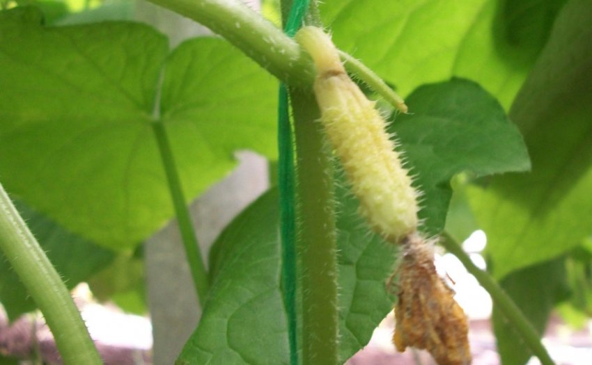 Жовтіють зав'язі огірків Жовтіють зав'язі огірків