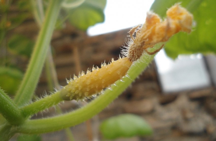 Жовтіють зав'язі огірків Жовтіють зав'язі огірків