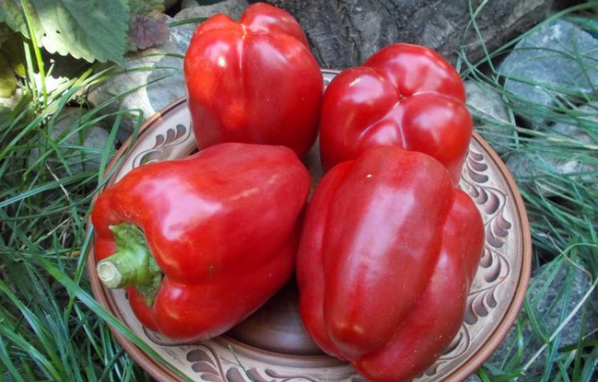 Урожай перцю
