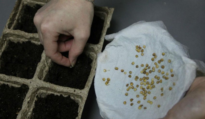 Насіння перцю