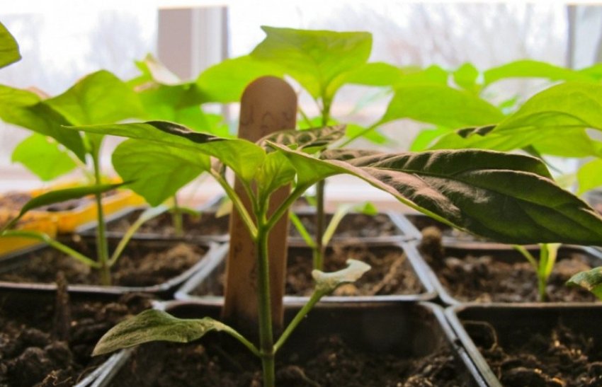 Розсада перцю