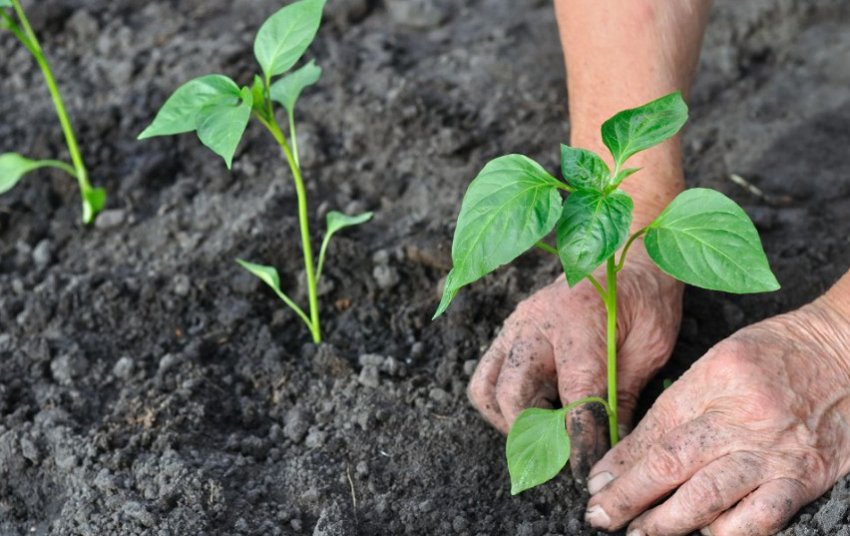 Висадка розсади перцю у відкритий ґрунт