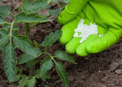 Особенности внесения подкормок для помидоров