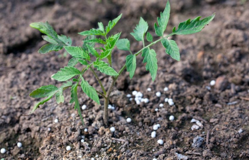 Мінеральні підгодівлі Мінеральні підгодівлі