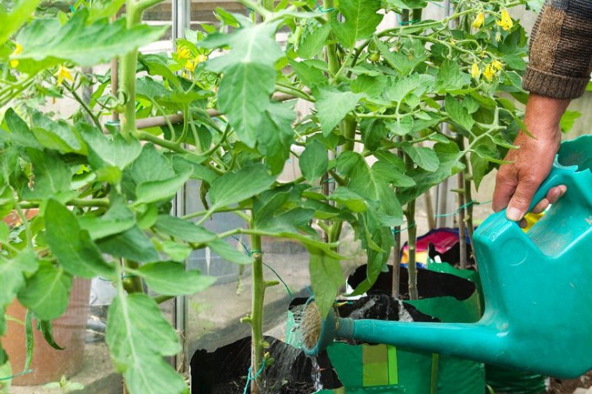 Підживлення під час цвітіння Підживлення під час цвітіння