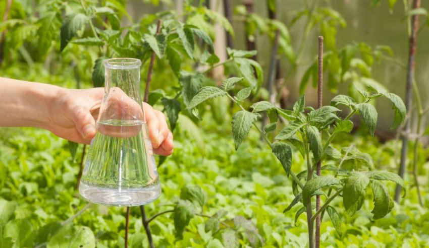 Нестача мікроелементів Нестача мікроелементів