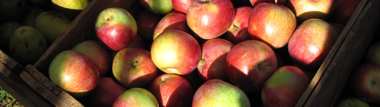 Африка, Індонезія дегустують українські екзотичні плоди