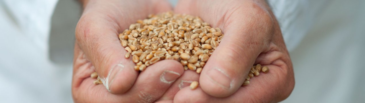 Ставропольські аграрії — лідери у вирощуванні зерна