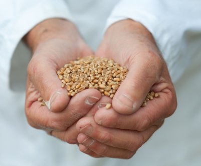 Ставропольські аграрії — лідери у вирощуванні зерна