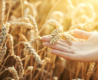 Саудівська Аравія влаштувала російської пшениці кастинг «з пристрастю»