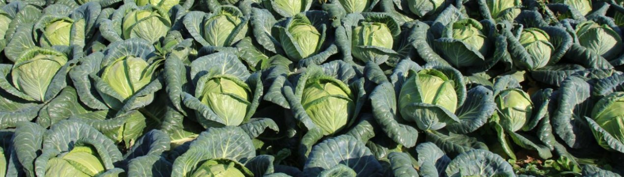 Коли збирати капусту на Уралі?