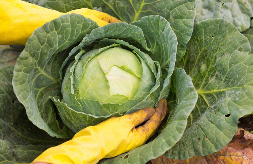 Зрілість капусти Зрілість капусти