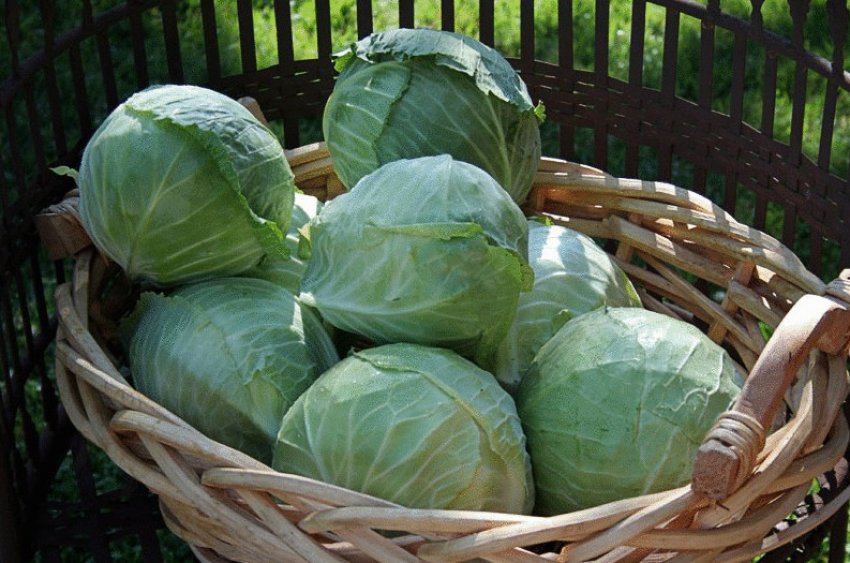 Збирання врожаю капусти Збирання врожаю капусти