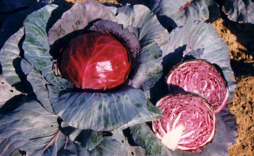 Прибирання червонокачанної капусти Прибирання червонокачанної капусти