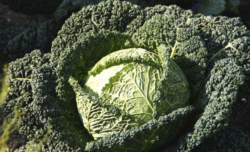 Прибирання савойської капусти Прибирання савойської капусти