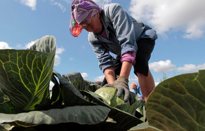 Як збирати капусту Як збирати капусту