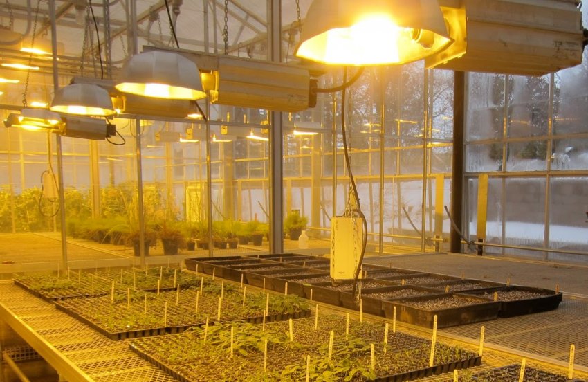 Лампа розжарювання