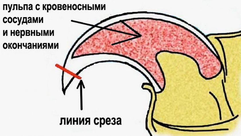 Подрезка когтей Подрезка когтей