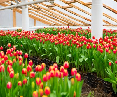 Як виростити тюльпани в теплиці до 8 березня?