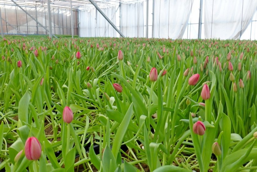 Как правильно выращивать тюльпаны к 8 марта в теплице?