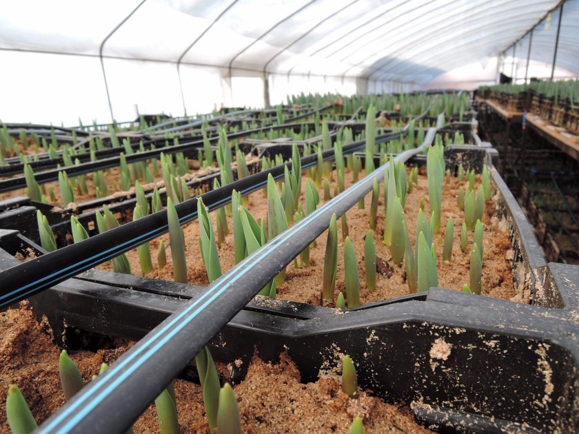 Как правильно выращивать тюльпаны к 8 марта в теплице?
