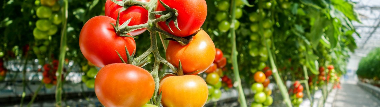 Как увеличить урожай помидоров в теплице?