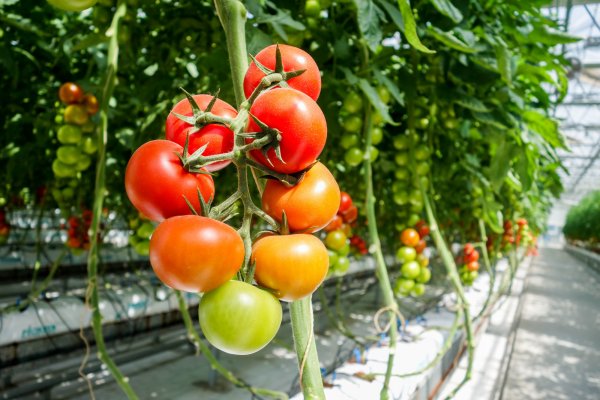 Урожайность помидоров в теплице