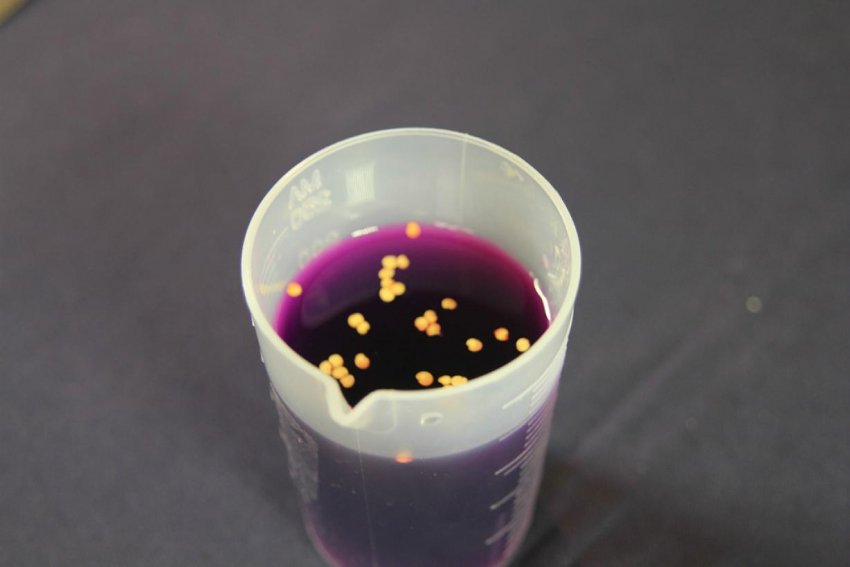 Підготовка посівного матеріалу Підготовка посівного матеріалу