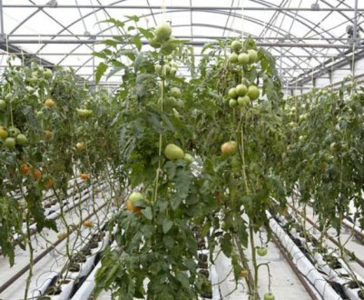 Як правильно опалювати теплицю з полікарбонату взимку?