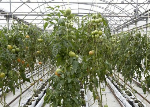 Як правильно опалювати теплицю з полікарбонату взимку?