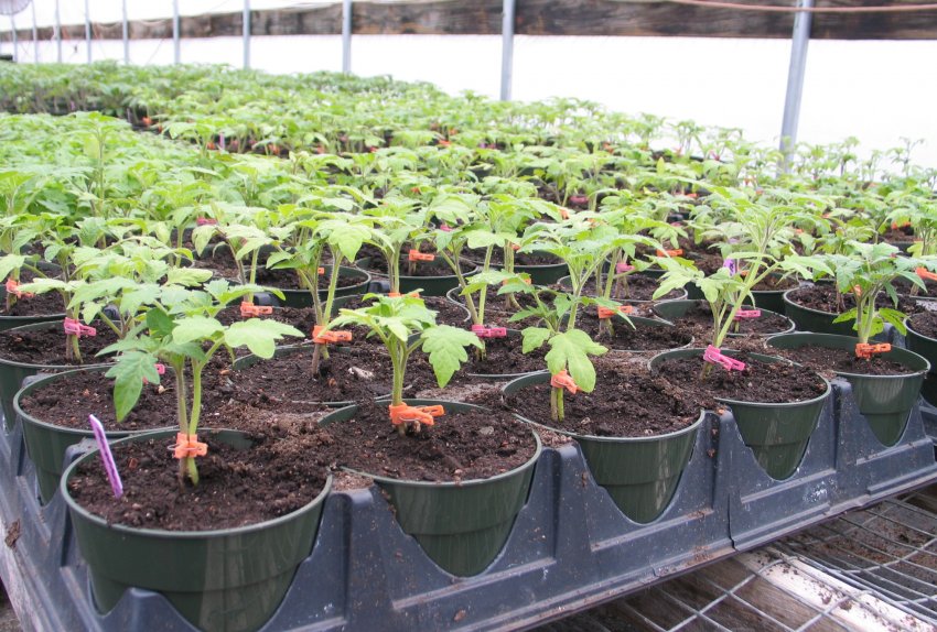 Перев'язка розсади Перев'язка розсади