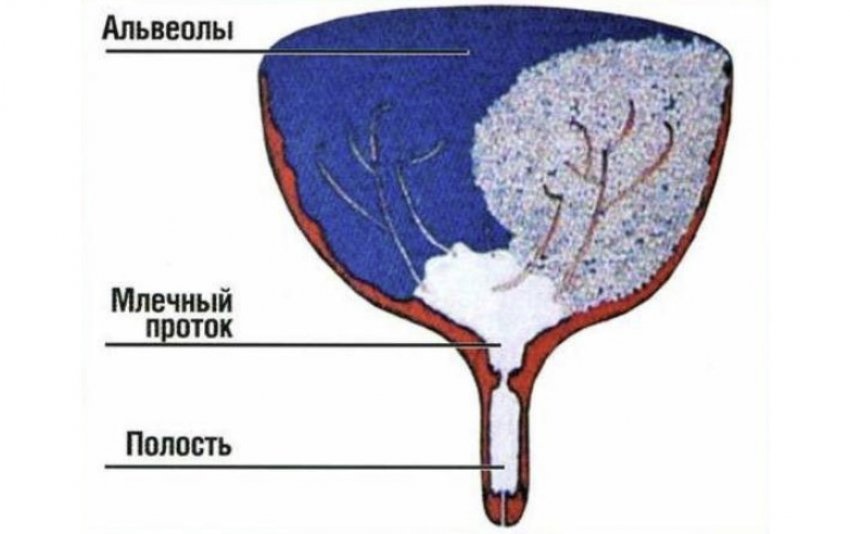 Молочные железы коровы. Строение альвеол вымени коровы. Образование молока у коровы. Строение паренхимы вымени. Схема образования молока у коров.