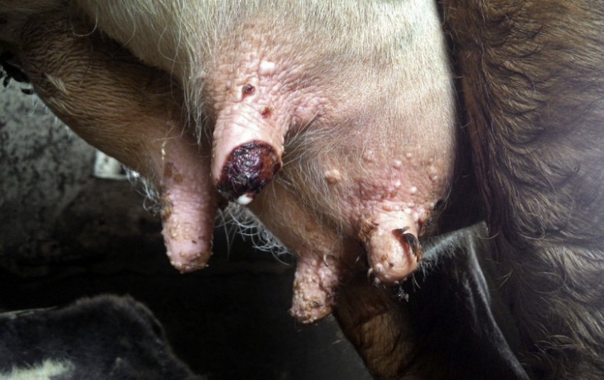 Бородавки у корови Бородавки у корови