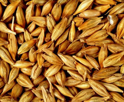 Росія вступає в двадцатилетку підвищення врожайності